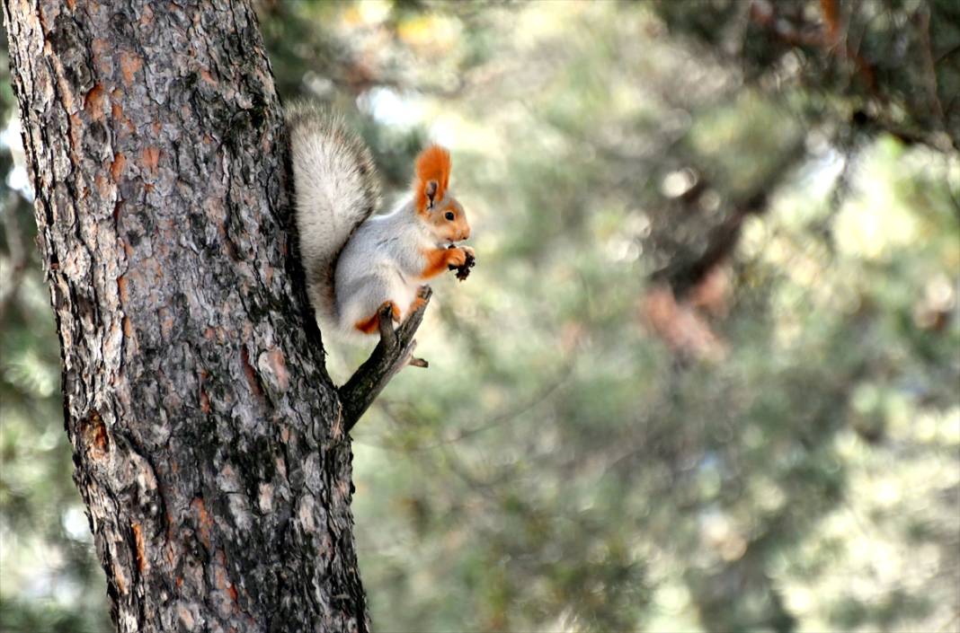 Doğanın renkli misafirleri! Kars'ta kızıl sincaplar yaşam alanlarında görüntülendi 3